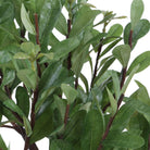 Arbor Strawberry Tree by Uttermost