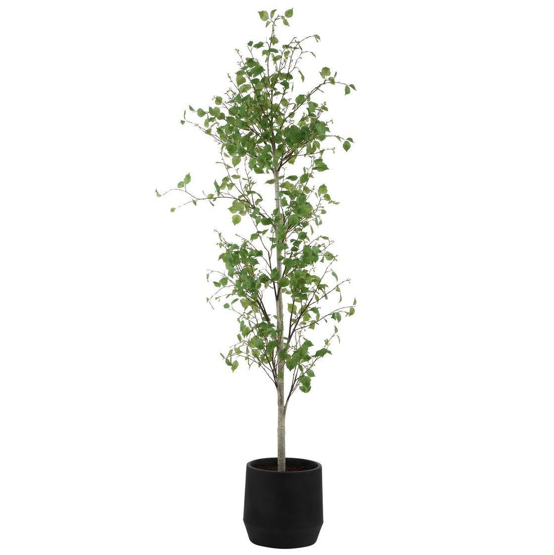 Boreal Potted Birch Tree by Uttermost