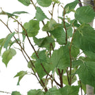 Boreal Potted Birch Tree by Uttermost