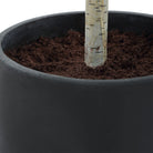 Boreal Potted Birch Tree by Uttermost