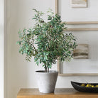 Marisol Potted Olive Plant by Uttermost