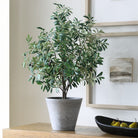 Marisol Potted Olive Plant by Uttermost