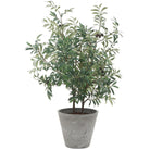 Marisol Potted Olive Plant by Uttermost