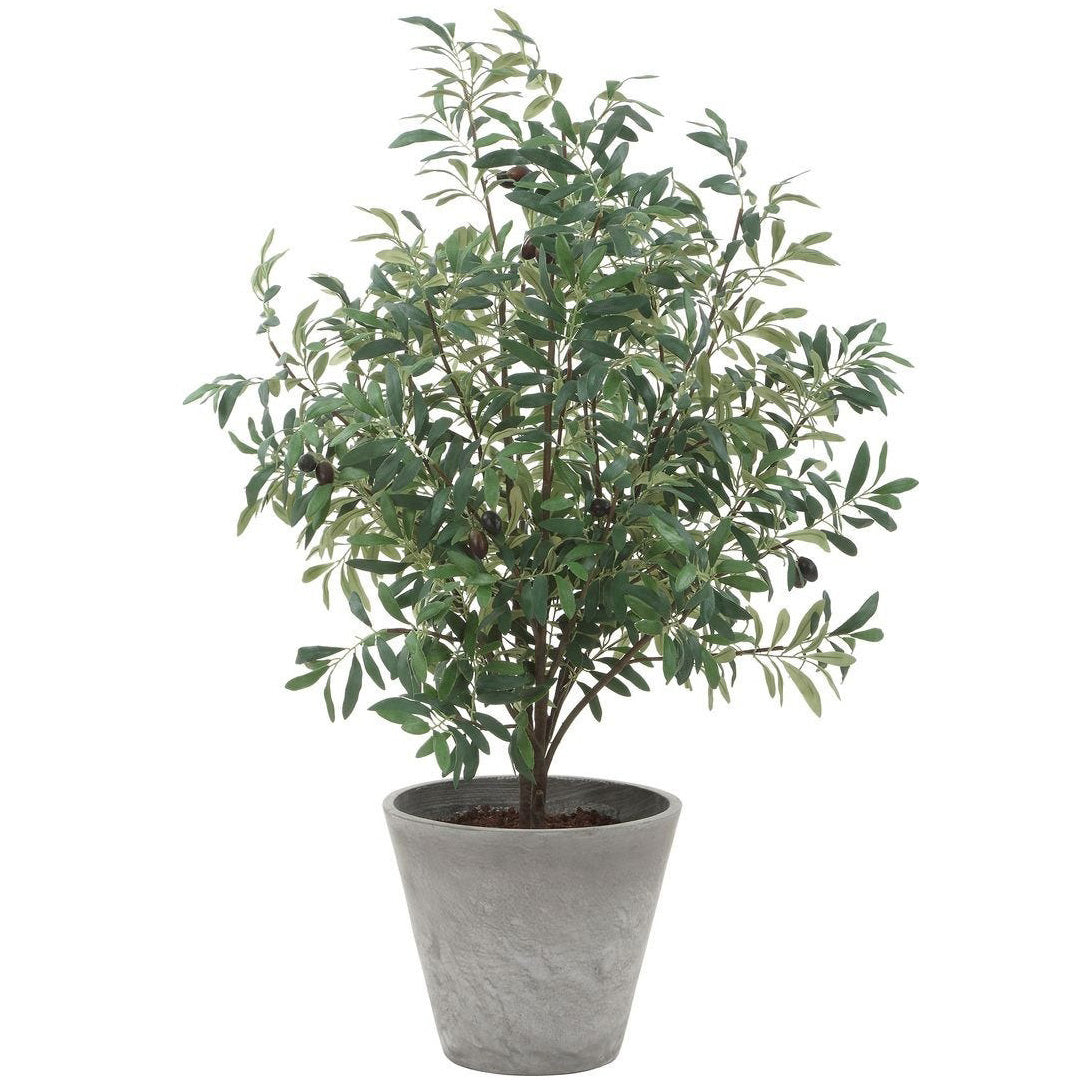 Marisol Potted Olive Plant by Uttermost