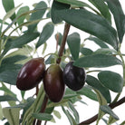 Marisol Potted Olive Plant by Uttermost