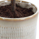 Solea Olive Accent and Textured Vase by Uttermost