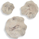 Teo Bleached Wood Wall Decor - Set of 3 by Uttermost